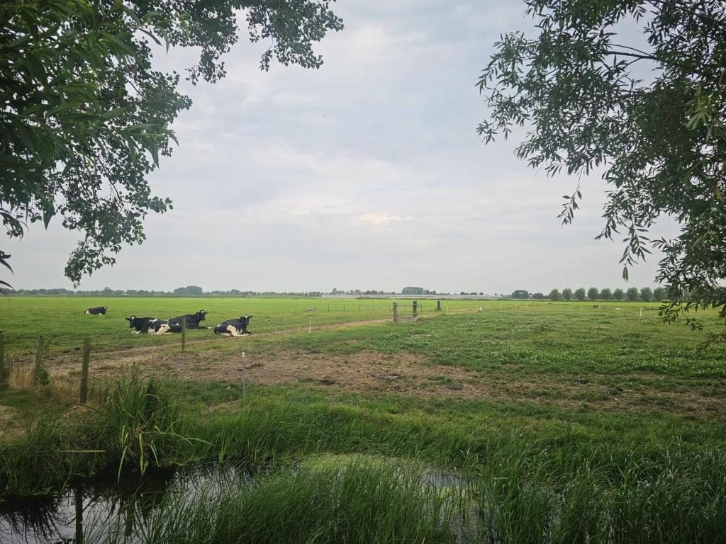 Uitzicht vanaf De Gouwe Hooiberg op de West-Friese weilanden met koeien